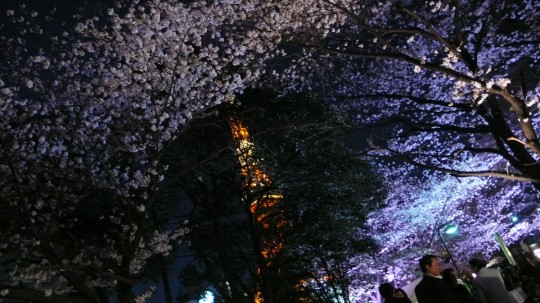 芝公園でお花見