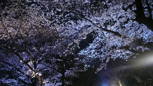 芝公園でお花見